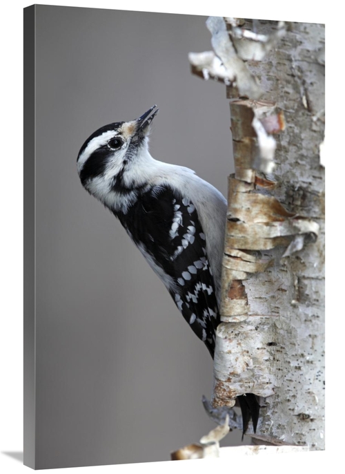 Global Gallery GCS-397593-2436-142 24 x 36 in. Downy Woodpecker, C