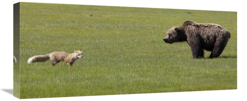 Global Gallery GCS-395462-30-142 30 in. Red Fox & Grizzly Bear on Sedg