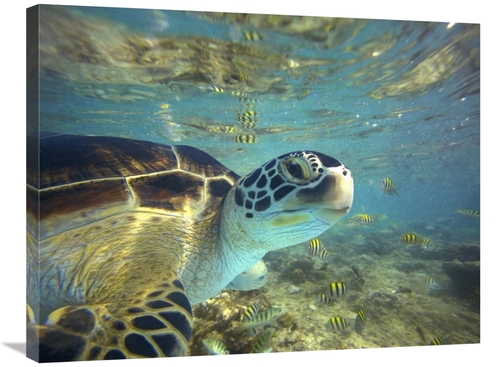 Global Gallery GCS-396253-2432-142 24 x 32 in. Green Sea Turtle, B