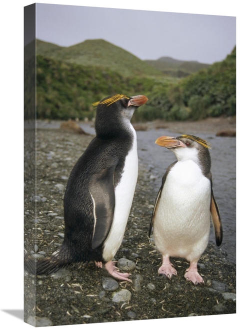 Global Gallery GCS-451060-1624-142 16 x 24 in. Royal Penguin Pair on L