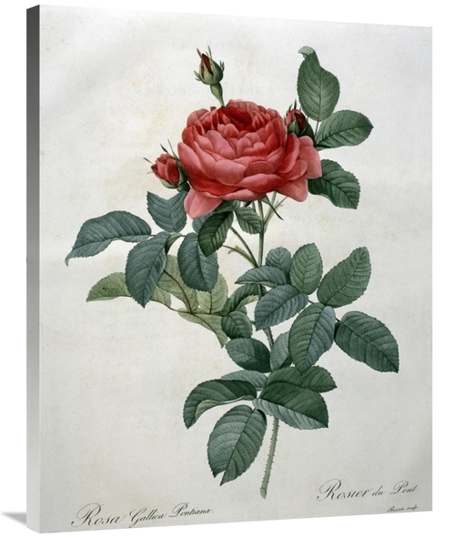 Global Gallery GCS-279565-36-142 36 in. Rosa Gallica - Pontiana Art Pr