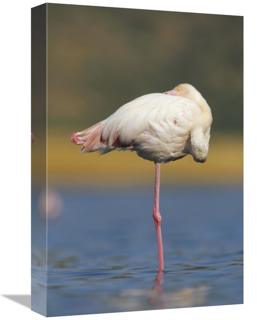 Global Gallery GCS-396457-1218-142 12 x 18 in. Greater Flamingo Standi