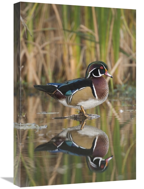Global Gallery GCS-397404-1624-142 16 x 24 in. Wood Duck Male in Breed