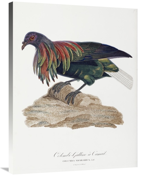 Global Gallery GCS-268195-36-142 36 in. Columba Nicobarica Art Print -