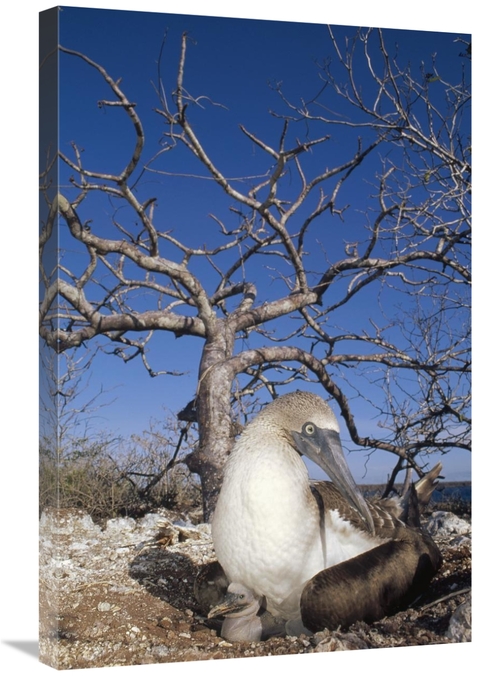 Global Gallery GCS-451138-2030-142 20 x 30 in. Blue-Footed Booby with 