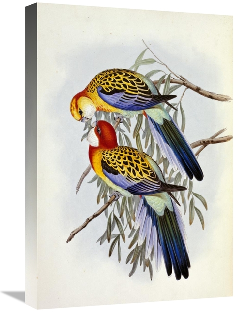 Global Gallery GCS-266417-22-142 22 in. Eastern Rosella Art Print - Jo