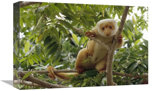 Global Gallery GCS-452401-1218-142 12 x 18 in. Spotted Cuscus Portrait