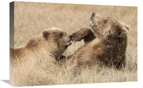 Global Gallery GCS-395447-1624-142 16 x 24 in. Grizzly Bear Mother & C