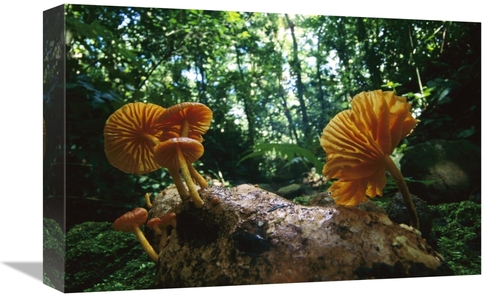 Global Gallery GCS-398545-1218-142 12 x 18 in. Gill Mushroom Group on 