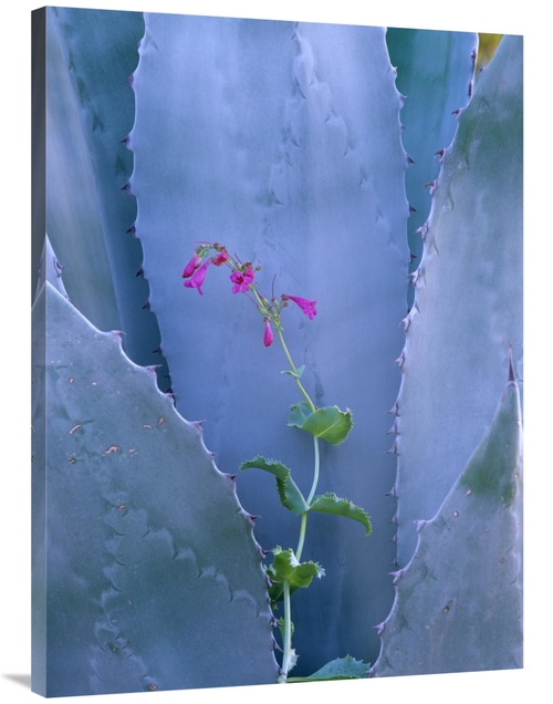 Global Gallery GCS-452219-3040-142 30 x 40 in. Agave & Parrys Penstemo