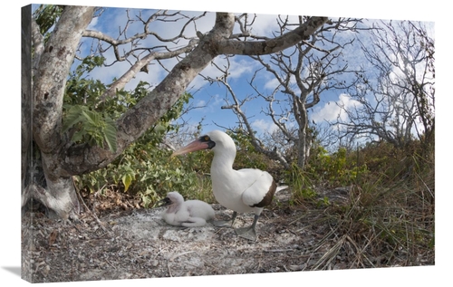 Global Gallery GCS-395621-2436-142 24 x 36 in. Nazca Booby with Chick 