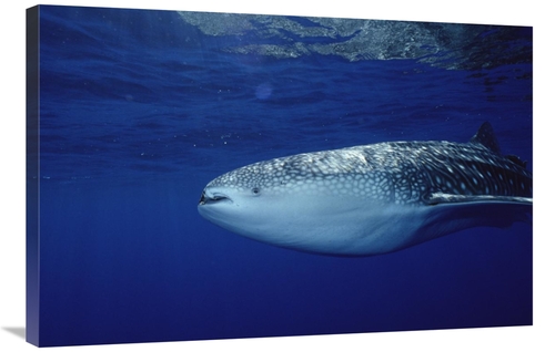 Global Gallery GCS-450741-2436-142 24 x 36 in. Whale Shark Portrait&#4