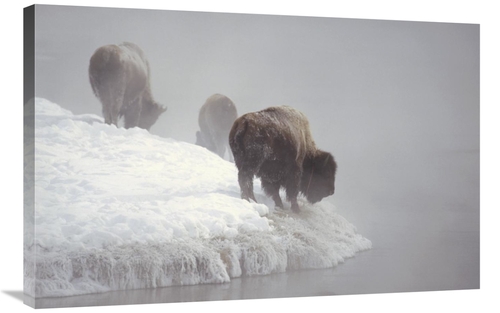Global Gallery GCS-452399-2436-142 24 x 36 in. American Bison Along Sn