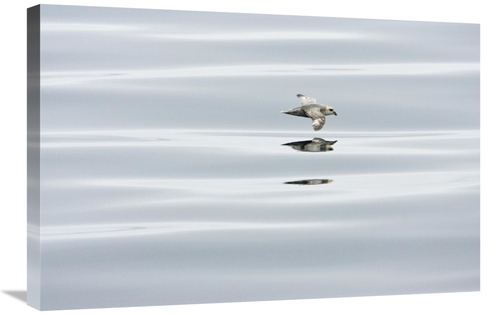 Global Gallery GCS-452715-2030-142 20 x 30 in. Northern Fulmar Flying 