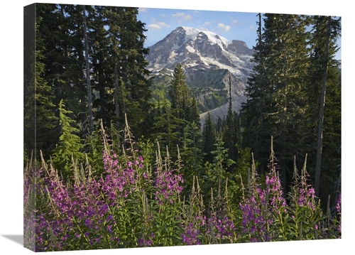 Global Gallery GCS-396949-1824-142 18 x 24 in. Fireweed Flowering & Mo