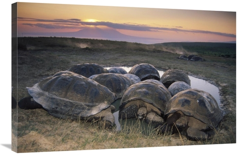 24 x 36 in. Galapagos Giant Tortoise in Wallow on Caldera Rim, Alc