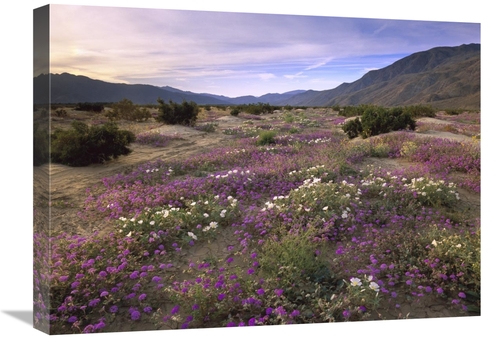 Global Gallery GCS-396959-1824-142 18 x 24 in. Sand Verbena & Primrose