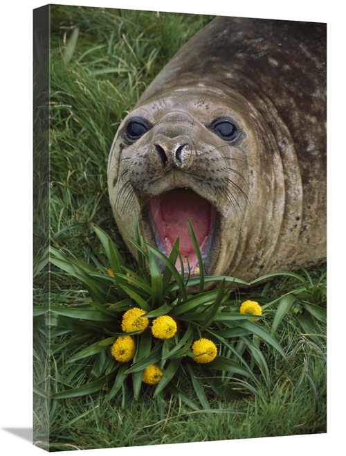 Global Gallery GCS-451817-1624-142 16 x 24 in. Southern Elephant Seal 
