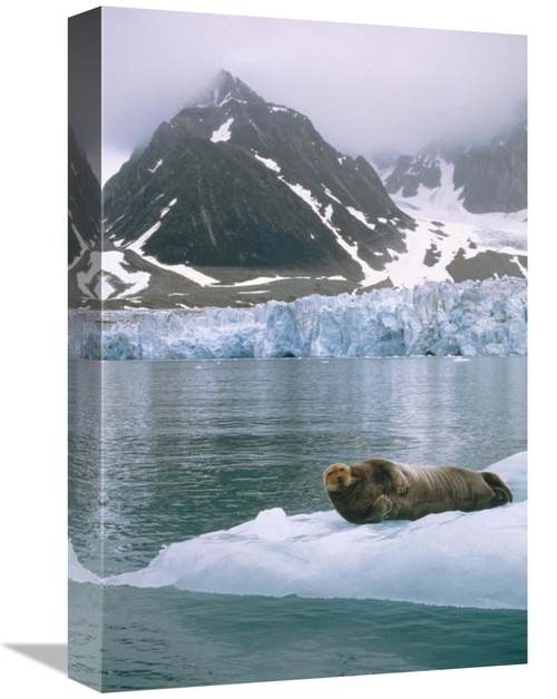 Global Gallery GCS-451186-1218-142 12 x 18 in. Bearded Seal Resting on