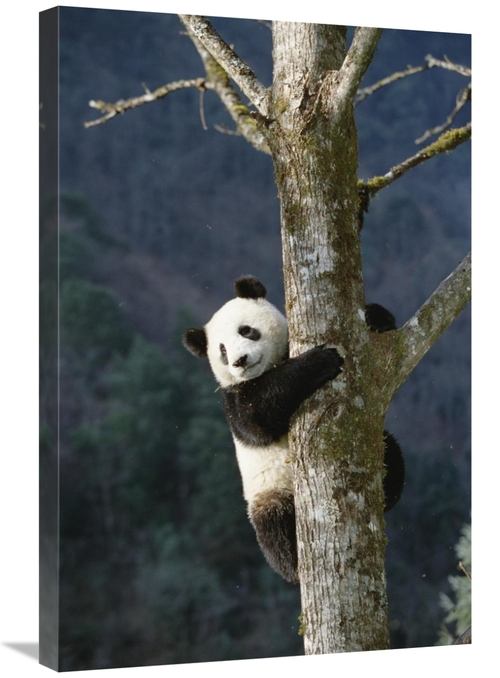 Global Gallery GCS-398485-2030-142 20 x 30 in. Giant Panda Climbing Tr