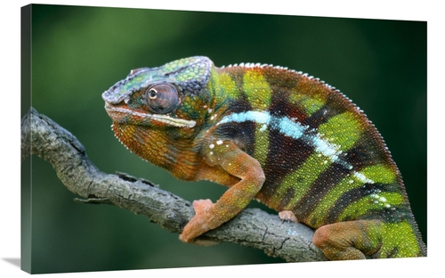 Global Gallery GCS-395294-2436-142 24 x 36 in. Panther Chameleon Male&