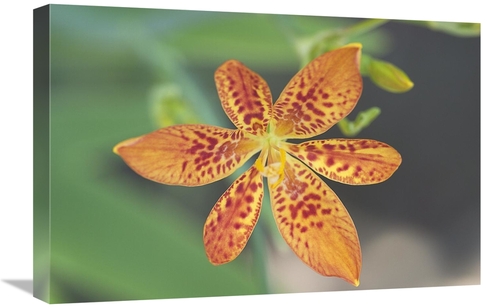 Global Gallery GCS-398338-1624-142 16 x 24 in. Blackberry Lily Flower 