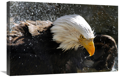 Global Gallery GCS-486563-30-142 30 in. Bald Eagle Fisherman Art Print