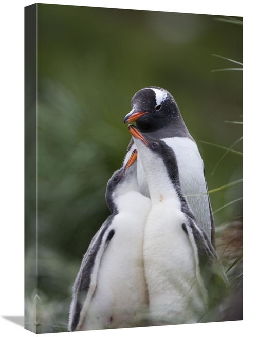 Global Gallery GCS-395879-1624-142 16 x 24 in. Gentoo Penguin Hungry 2