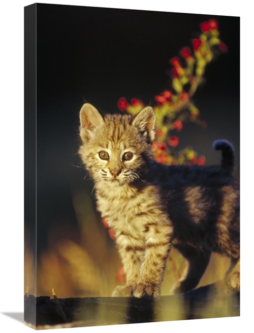 Global Gallery GCS-396199-1624-142 16 x 24 in. Bobcat Kitten Standing 