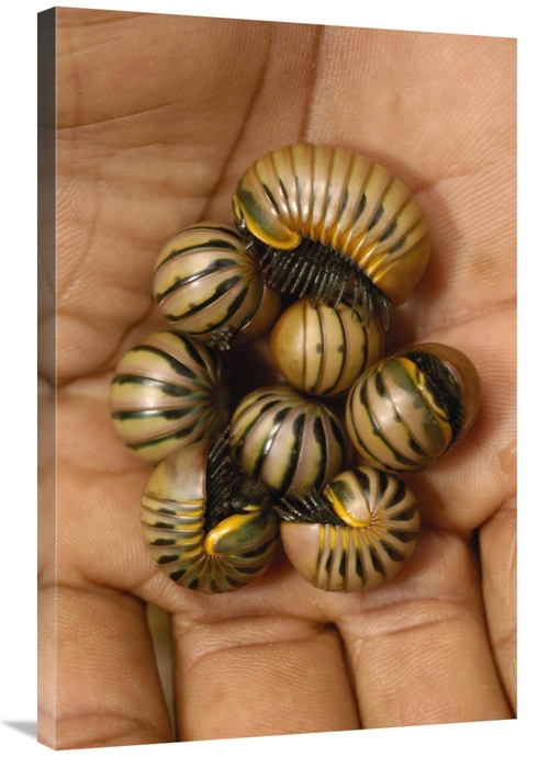 Global Gallery GCS-453046-2436-142 24 x 36 in. Pill Millipede Group Fr