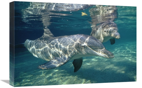 Global Gallery GCS-450667-1624-142 16 x 24 in. Bottlenose Dolphin Unde