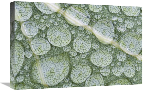 Global Gallery GCS-397607-1624-142 16 x 24 in. Water Droplets on Leaf&