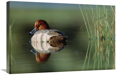 Global Gallery GCS-396466-2030-142 20 x 30 in. Redhead Duck Male with 