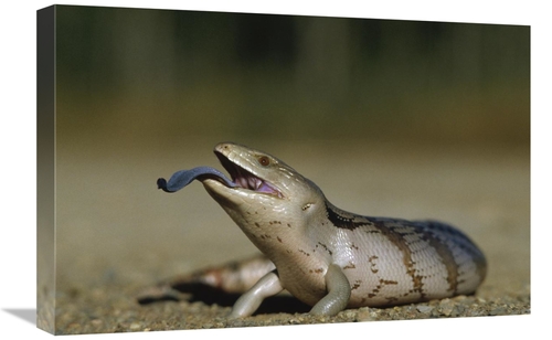 Global Gallery GCS-452839-1624-142 16 x 24 in. Eastern Blue-Tongue Ski