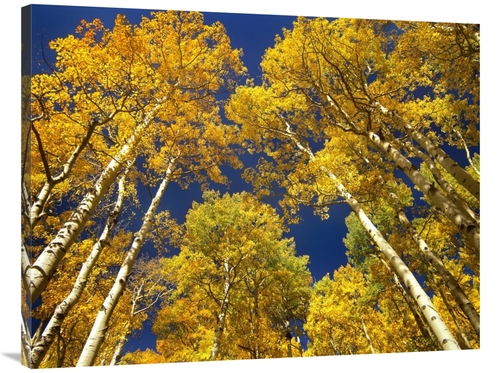 Global Gallery GCS-396831-3040-142 30 x 40 in. Aspen Grove in Fall Col
