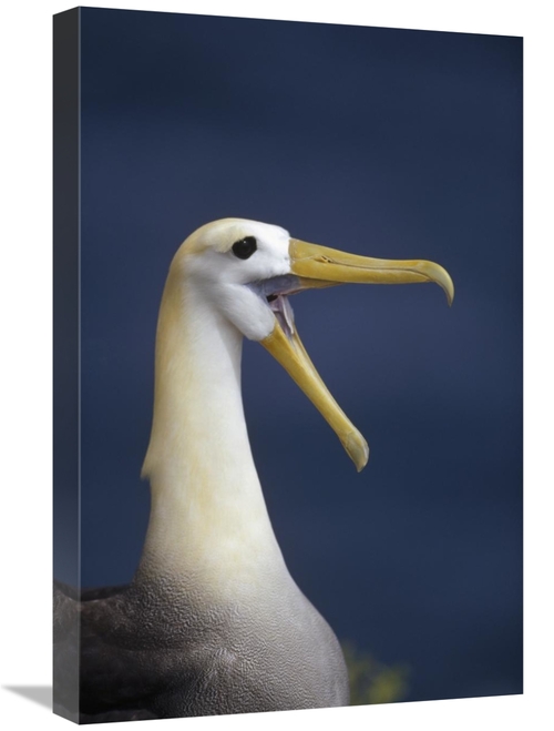 Global Gallery GCS-451408-1624-142 16 x 24 in. Waved Albatross Courtsh