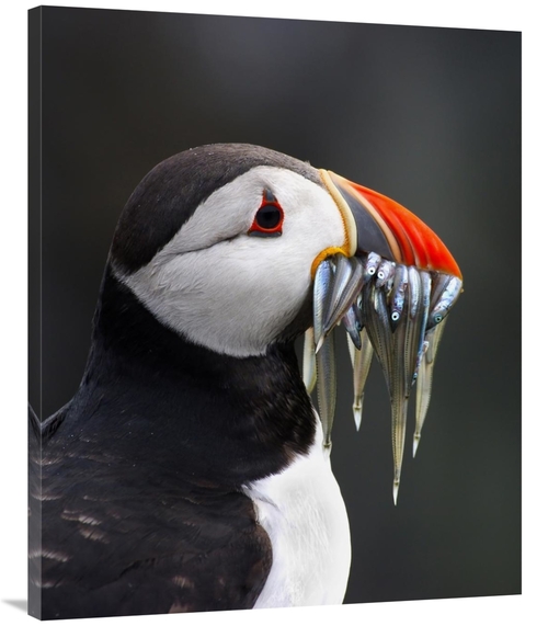 Global Gallery GCS-397501-40-142 40 in. Atlantic Puffin with Fish in I