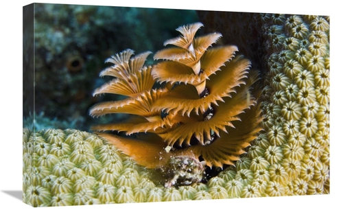 Global Gallery GCS-397893-1624-142 16 x 24 in. Christmas Tree Worm Fil