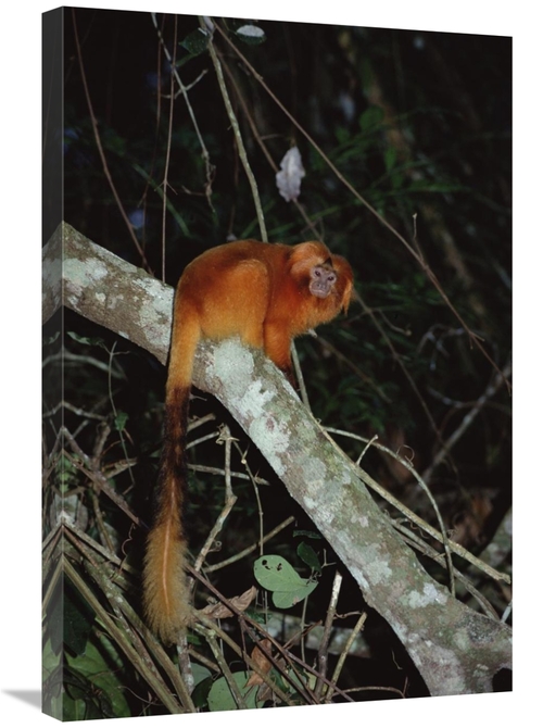 Global Gallery GCS-451483-2030-142 20 x 30 in. Golden Lion Tamarin&#44