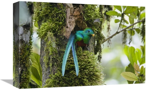 Global Gallery GCS-452695-1218-142 12 x 18 in. Resplendent Quetzal Mal