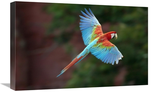 Global Gallery GCS-453223-1624-142 16 x 24 in. Red & Green Macaw Flyin