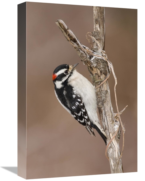 Global Gallery GCS-397389-1218-142 12 x 18 in. Downy Woodpecker Male&#