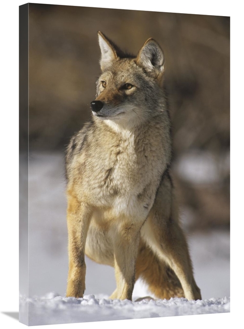 Global Gallery GCS-452296-2030-142 20 x 30 in. Coyote Portrait in Wint