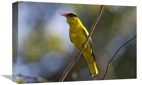 Global Gallery GCS-453637-1218-142 12 x 18 in. Black-Naped Oriole,