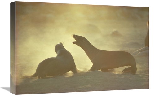 Global Gallery GCS-451137-1624-142 16 x 24 in. Galapagos Sea Lion Pups