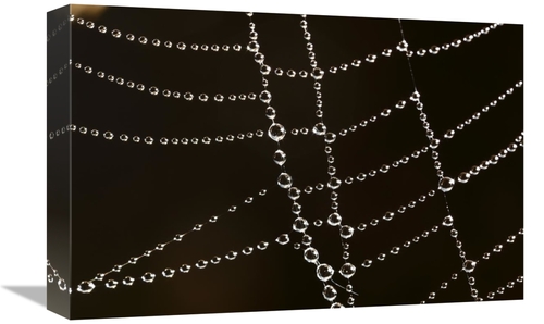 Global Gallery GCS-398080-1218-142 12 x 18 in. Spider Web with Beads o