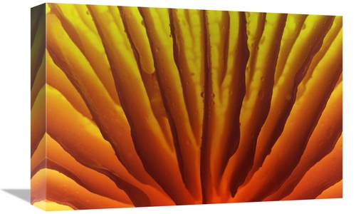 Global Gallery GCS-398298-1218-142 12 x 18 in. Porcelain Mushroom or P