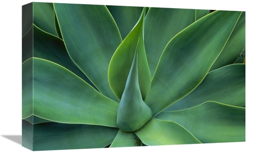 Global Gallery GCS-395903-1218-142 12 x 18 in. Fox Tail Agave Leaves C