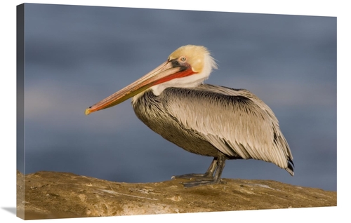 Global Gallery GCS-453342-2436-142 24 x 36 in. Brown Pelican Adult,