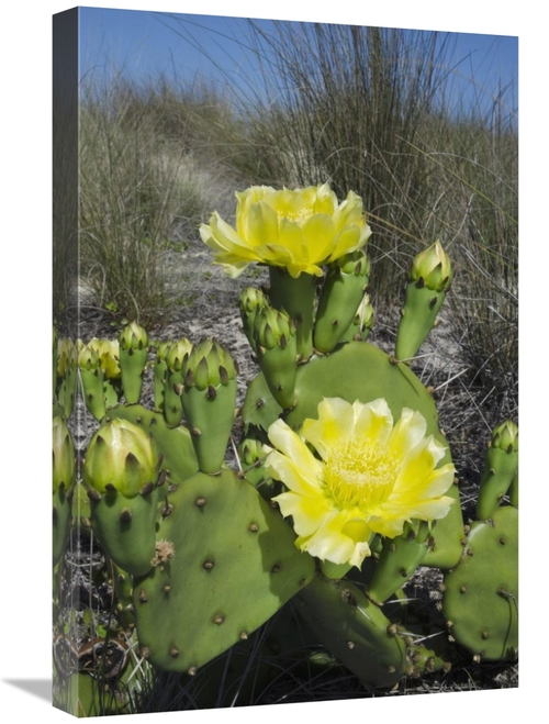 Global Gallery GCS-397916-1624-142 16 x 24 in. Opuntia Cactus Flowerin